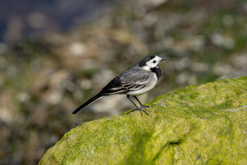 Adult White Wagtail (Motacilla alba) common in open habitats seen on Bull Island Dublin