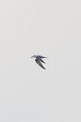 Common Tern (Sterna hirundo) widespread in coastal regions seen on Bull Island Dublin