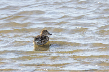 Female Eurasian Teal (Anas crecca) common in wetlands seen off Bull Island Dublin