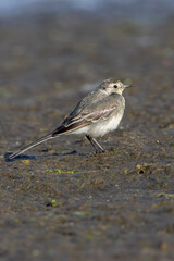 Juvenile Pied Wagtail (Motacilla alba yarrellii) common in open habitats on Bull Island Dublin