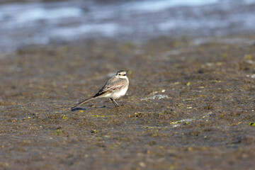 Juvenile Pied Wagtail (Motacilla alba yarrellii) common in open habitats on Bull Island Dublin