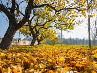 A park with trees and a lot of leaves on the ground