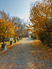 A path with trees and leaves on the ground