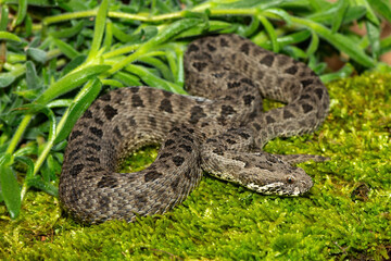 Obraz premium Close-up of a beautiful berg adder (Bitis atropos), from the Drakensberg. An African venomous snake on a mossy rock
