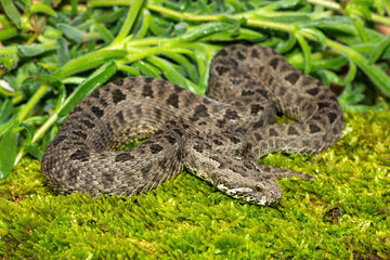 Close-up of a beautiful berg adder (Bitis atropos), from the Drakensberg. An African venomous snake on a mossy rock