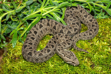 Fototapeta premium Close-up of a beautiful berg adder (Bitis atropos), from the Drakensberg. An African venomous snake on a mossy rock