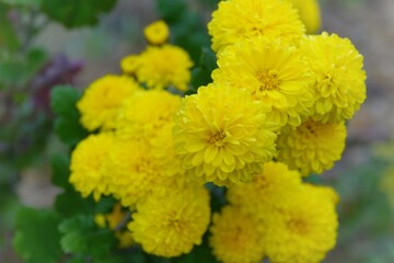 yellow chrysanthemum flower