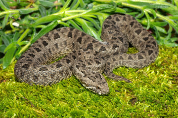 Close-up of a beautiful berg adder (Bitis atropos), from the Drakensberg. An African venomous snake on a mossy rock