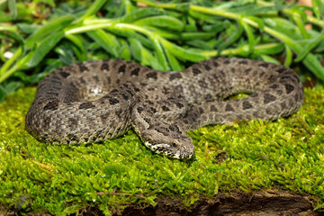 Fototapeta premium Close-up of a beautiful berg adder (Bitis atropos), from the Drakensberg. An African venomous snake on a mossy rock