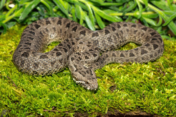 Obraz premium Close-up of a beautiful berg adder (Bitis atropos), from the Drakensberg. An African venomous snake on a mossy rock