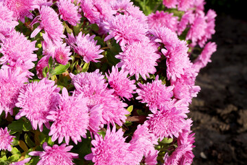 Pink Chrysanthemums Background in Full Bloom