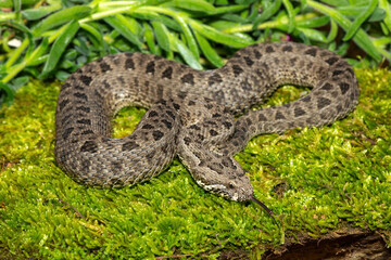 Obraz premium Close-up of a beautiful berg adder (Bitis atropos), from the Drakensberg. An African venomous snake on a mossy rock