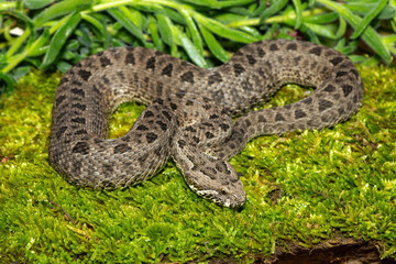 Close-up of a beautiful berg adder (Bitis atropos), from the Drakensberg. An African venomous snake on a mossy rock