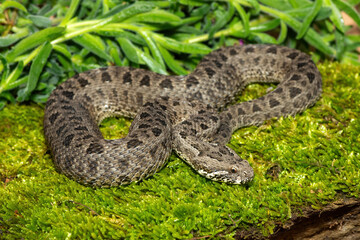 Fototapeta premium Close-up of a beautiful berg adder (Bitis atropos), from the Drakensberg. An African venomous snake on a mossy rock