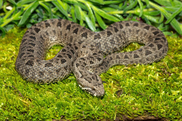 Obraz premium Close-up of a beautiful berg adder (Bitis atropos), from the Drakensberg. An African venomous snake on a mossy rock