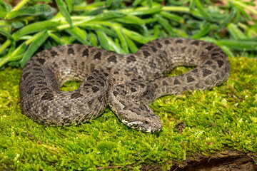 Close-up of a beautiful berg adder (Bitis atropos), from the Drakensberg. An African venomous snake on a mossy rock