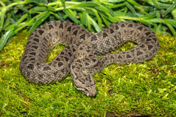 Obraz premium Close-up of a beautiful berg adder (Bitis atropos), from the Drakensberg. An African venomous snake on a mossy rock