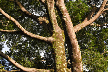close-up of Jequtiba in a Brazilian garden