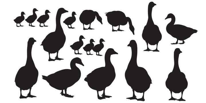 Silhouette of a family of geese standing and walking
