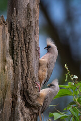 A pair of speckled mousebirds perched on the side of a tree trunk, showing their distinctive crests, long tails, and soft brown plumage. 
