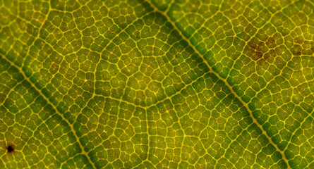 Macro of Green Leaf Veins Lit with Soft Transmitted Light