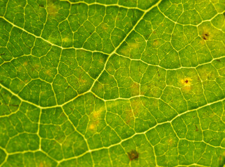 Backlit Green Leaf Macro with Bright Veins and Natural Spots