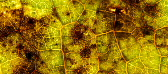Spotted Green Yellow Backlit Leaf Decay Macro