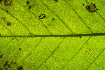 Green Leaf Under Backlight Showing Vein Structure and Spots