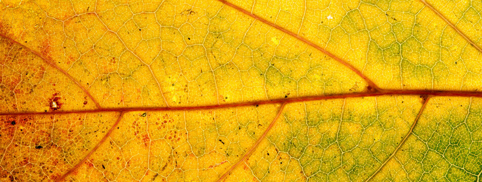 Yellow Green Backlit Autumn Leaf Vein Panorama