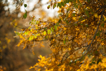 A tree with leaves that are yellow and brown