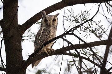 A Southern White-Faced Owl perched on a tree branch, showing its striking orange eyes, distinctive facial disk, and upright ear tufts.