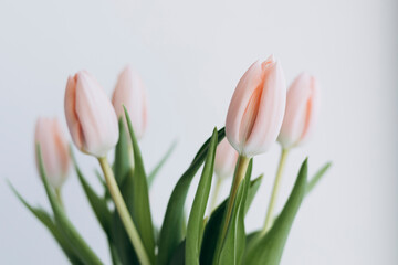 A delicate bouquet of salmon-colored tulips on a white background.