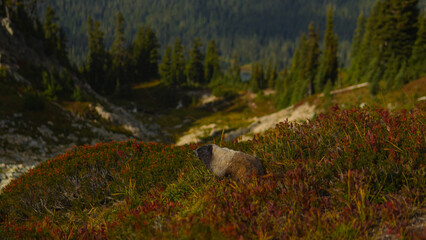A marmot in the grass along a mountainside in Washington, USA