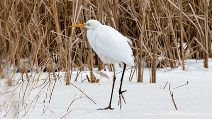 great blue heron