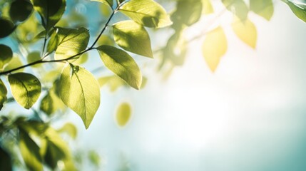 minimalistic bright nature scene, sunlight through leaves, open sky, soft lens flare, clean peaceful composition, symbol of natural energy