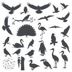 Bird silhouettes collection in dark gray featuring eagles owls flamingos penguins and various flying species for wildlife and nature themed vector designs