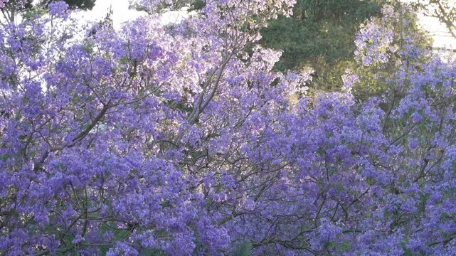 jacaranda from streets of Sydney Australia