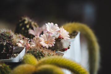 Close-up of blooming cactus Rebutia heliosa x pulvinosa cv. Sunrise with delicate pale pink flowers in soft natural light. Collection of cacti growing in white pots against a dark background