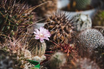 Close-up image of blooming cactus Gymnocalycium bruchii var. niveum with pale pink flower among various spiny cacti. Soft light highlights the fragile petals against the contrasting sharp textures