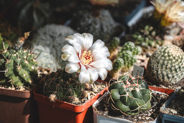 Large beautiful flower of Gymnocalycium calochlorum cactus blooming among different species of cacti. Close-up of a beautiful white cactus flower