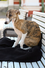 Elegant young whippet sitting calmly on park bench
