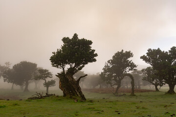 Foggy Trees in Fanal Forest Madeira