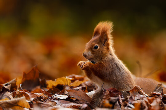Red squirrel (Sciurus vulgaris) standing in soft autumn leaves, warm tones, clean bokeh and sharp detail, ideal wildlife background for seasonal nature themes, design layouts and fall concepts. - Powered by Adobe