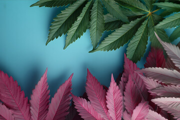 Flat lay foliage of marijuana leaves neatly arranged under magenta and cyan light