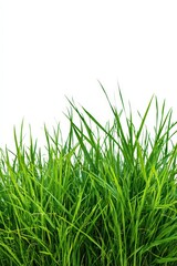Fototapeta premium Green Grass Blades Against a Clean White Background Isolated Freshness and Natural Element in Focus Studio Shot for Graphic Design and Mockups