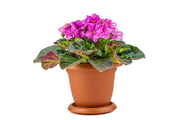 A small pink flower pot with a pink flower in it