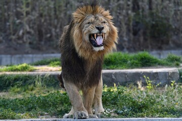 coleccion de varios animales salvajes