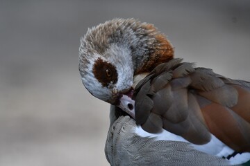 coleccion de varios animales salvajes