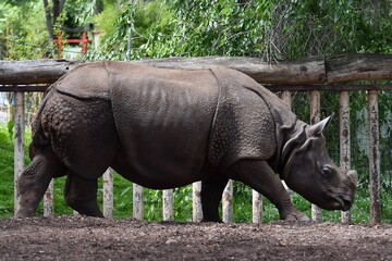 coleccion de varios animales salvajes