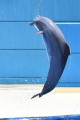 coleccion de varios animales salvajes